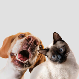 Pets